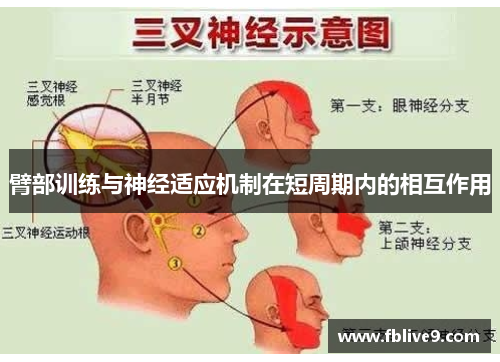 臂部训练与神经适应机制在短周期内的相互作用